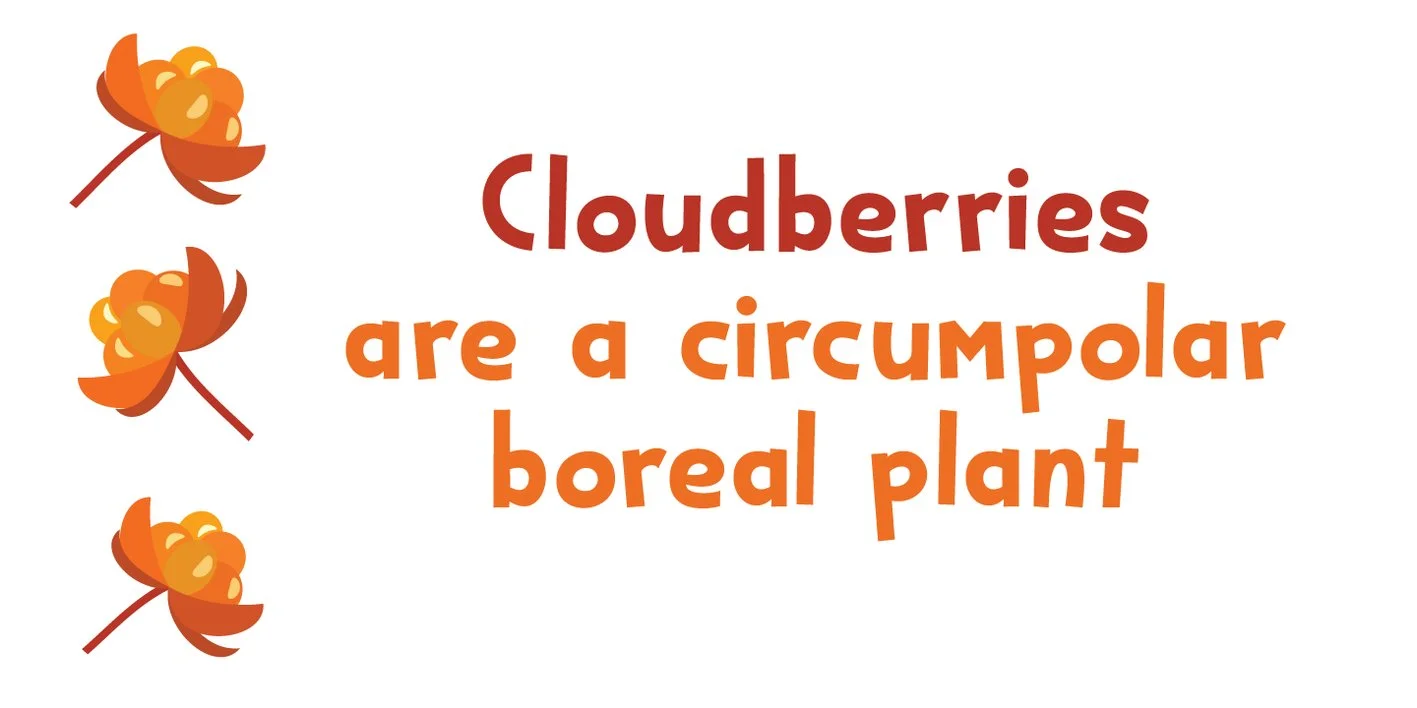 Bakeapple Font