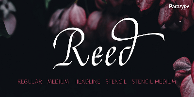 Reed Font Free Download