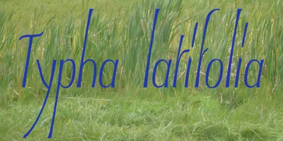 Typha Latifolia Font